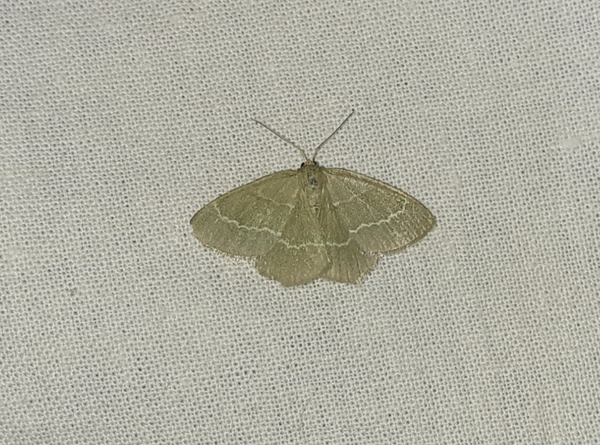 Chlorissa cloraria - sárgászöld araszoló