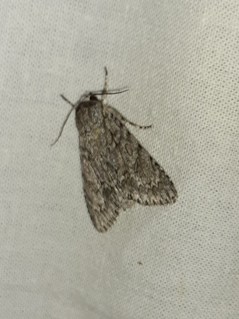Acronicta aceris - vadgesztenye-szigonyosbagoly