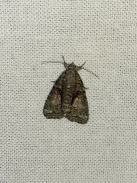 Cryphia algae - sárgászöld zuzmóbagoly