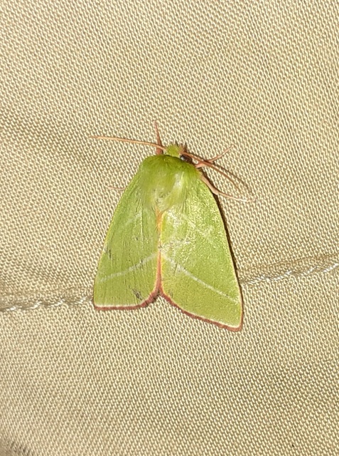 Pseudoips prasinana - bükkfa-zöldbagoly