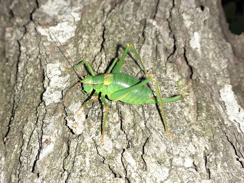 Barbitistes constrictus - északi málnaszöcske