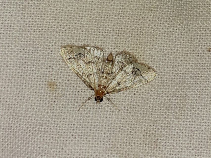 Metasia ophialis - kígyósávos tűzmoly