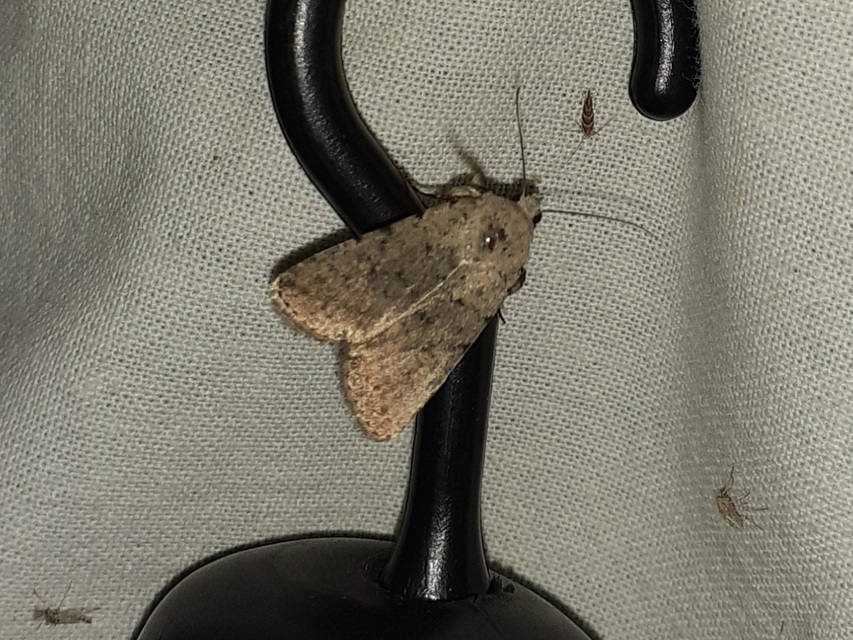Paradrina clavipalpis - közönséges selymesbagoly