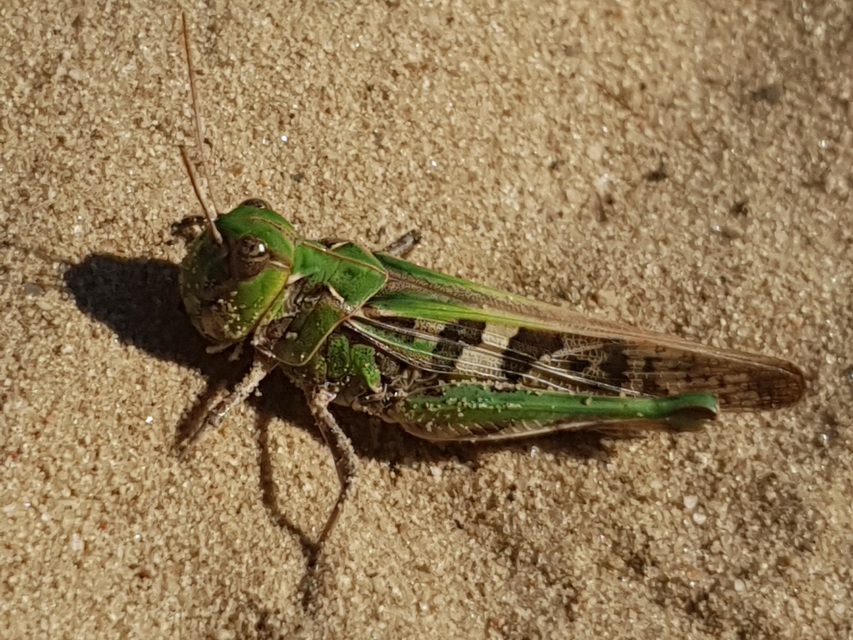 Oedaleus decorus - szalagos sáska