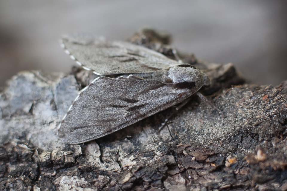 Hyloicus pinastri - fenyőszender