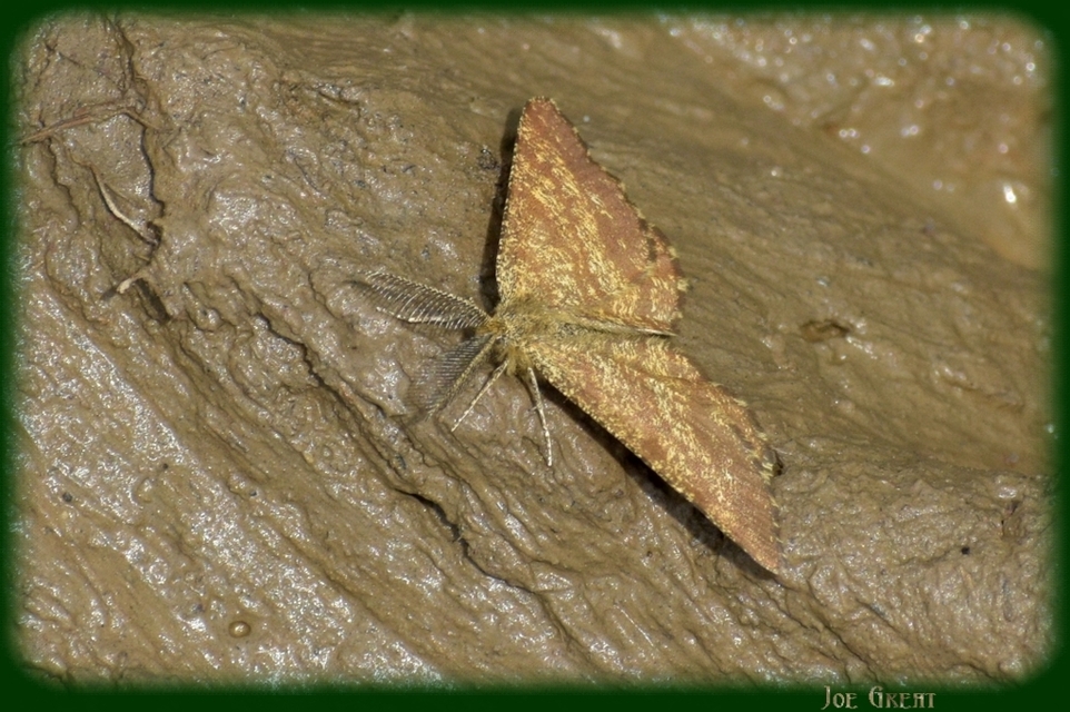 Ematurga atomaria - barna rétiaraszoló