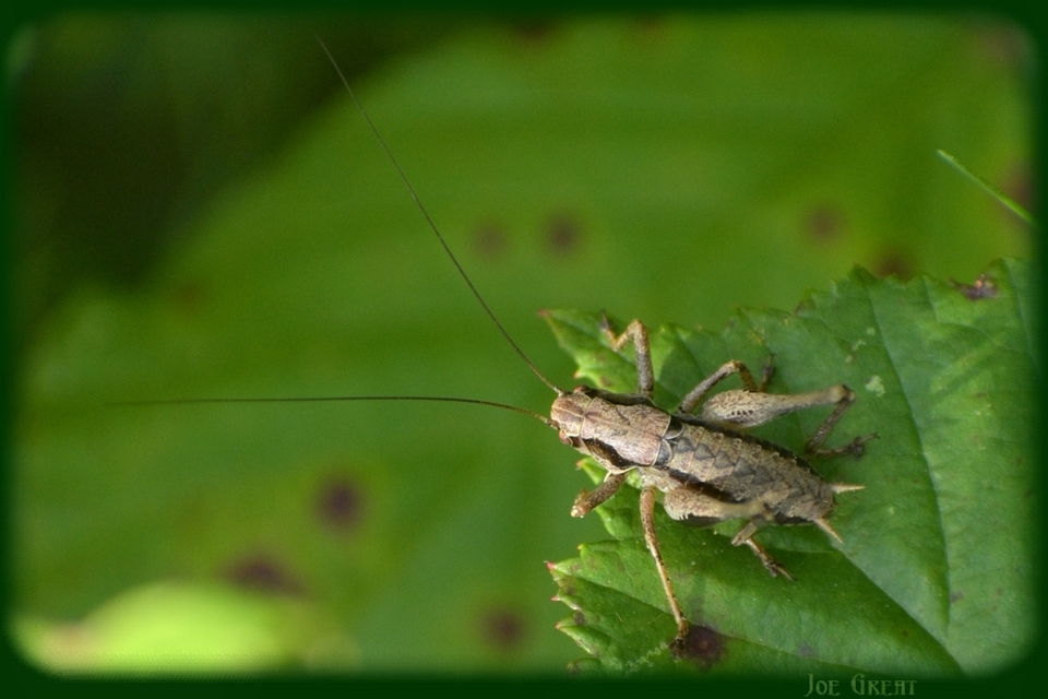 Pholidoptera griseoaptera - szürke avarszöcske