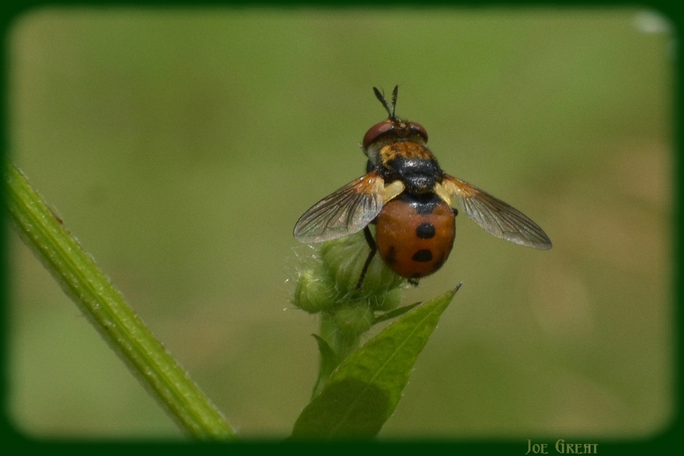 Gymnosoma