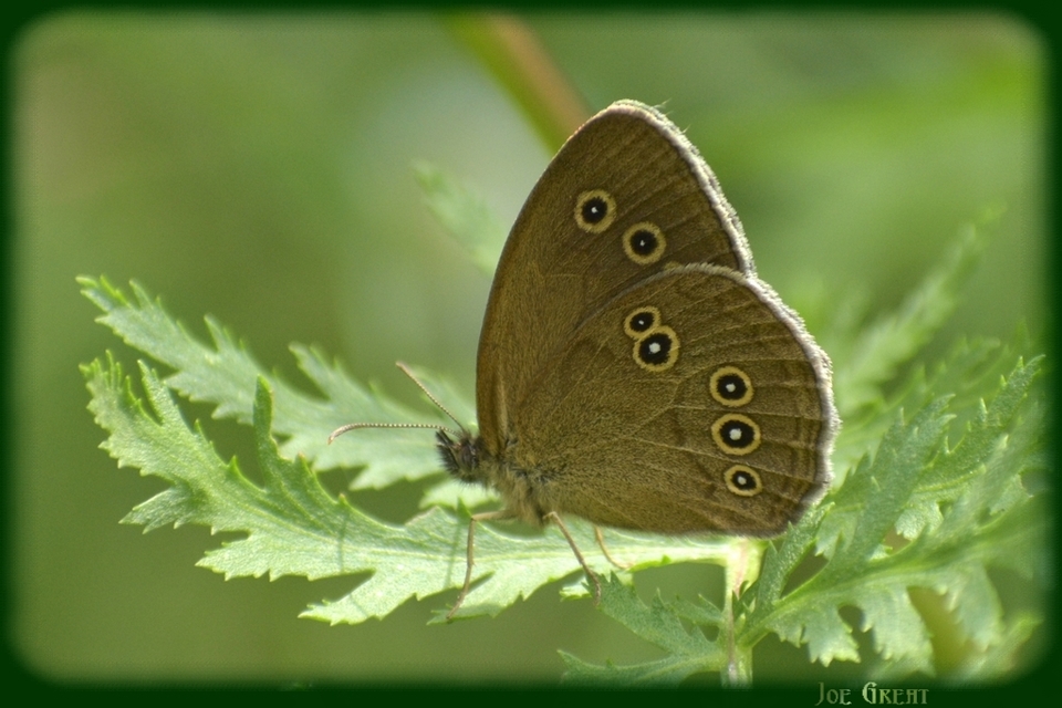 Aphantopus hyperanthus - közönséges ökörszemlepke