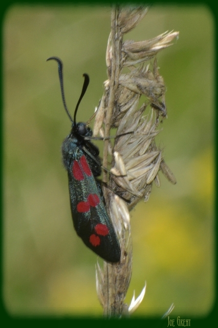 Zygaena filipendulae - acélszínű csüngőlepke