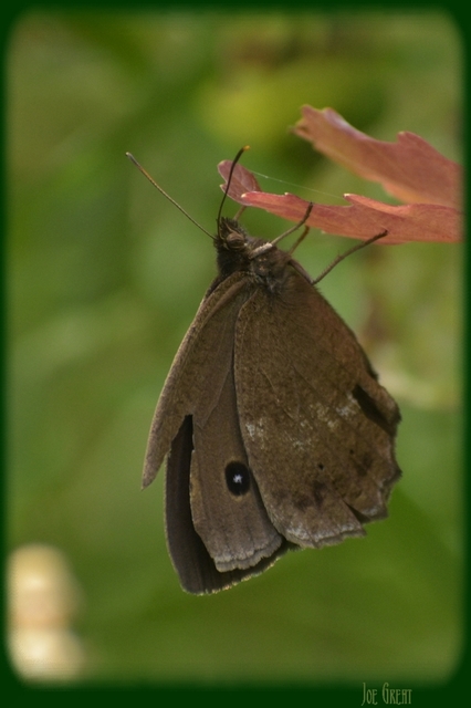 Minois dryas - fekete szemeslepke