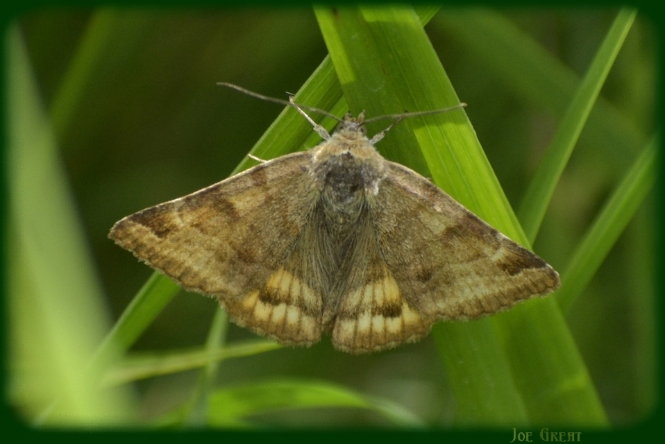 Euclidia glyphica - közönséges nappalibagoly