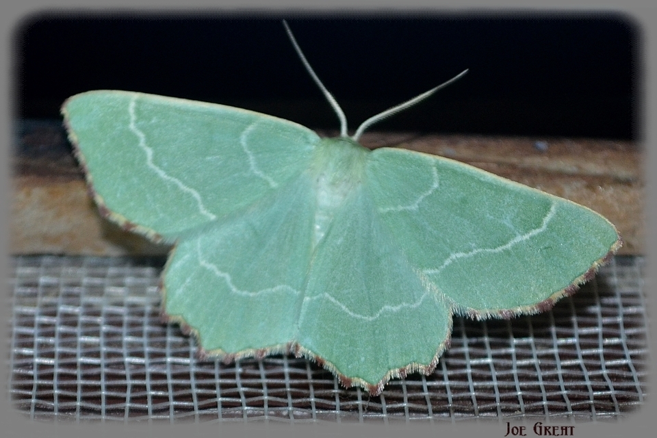 Thalera fimbrialis - csipkésszélű zöldaraszoló