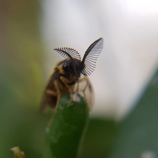 Diprionidae - fésűs fenyődarazsak