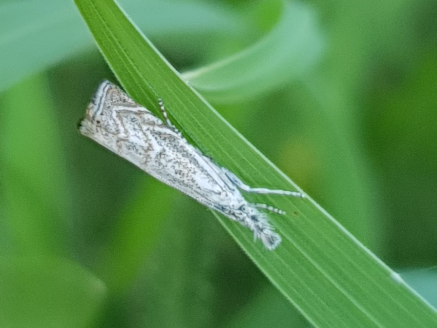 Platytes cerussella - törpe fűgyökérmoly