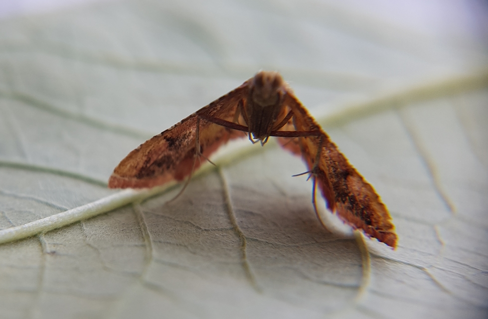 Endotricha flammealis - tüzesszárnyú fényilonca