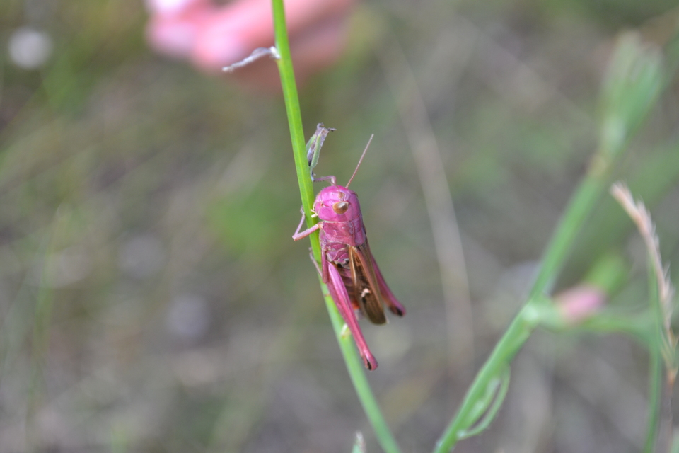 Stenobothrus lineatus - jajgató rétisáska