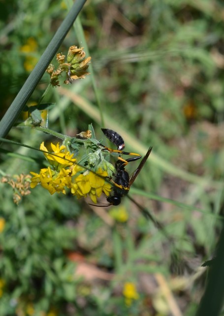 Sceliphron caementarium - feketenyelű lopódarázs