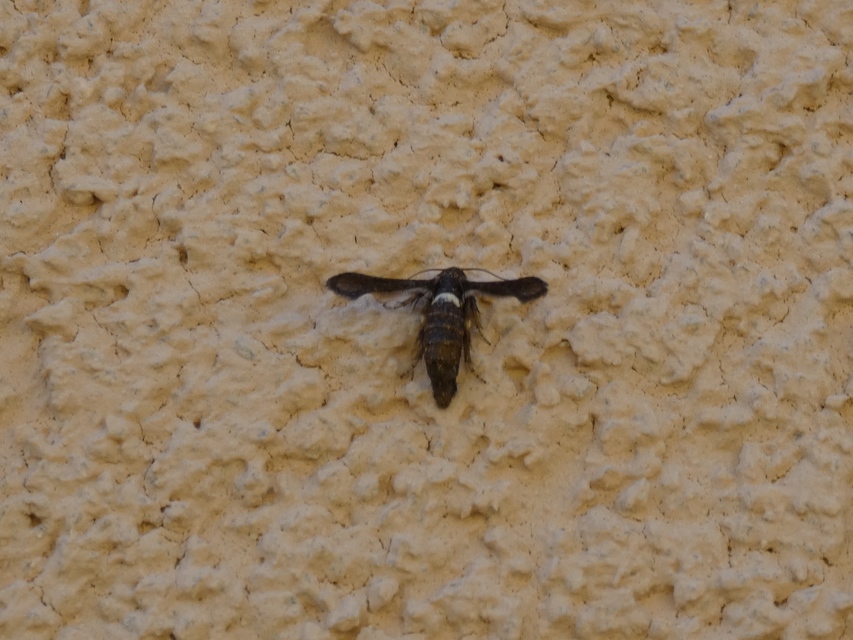 Microsphecia brosiformis - folyófűszitkár
