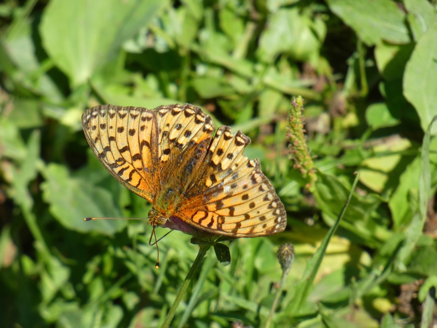Argynnis aglaja - kerekfoltú gyöngyházlepke