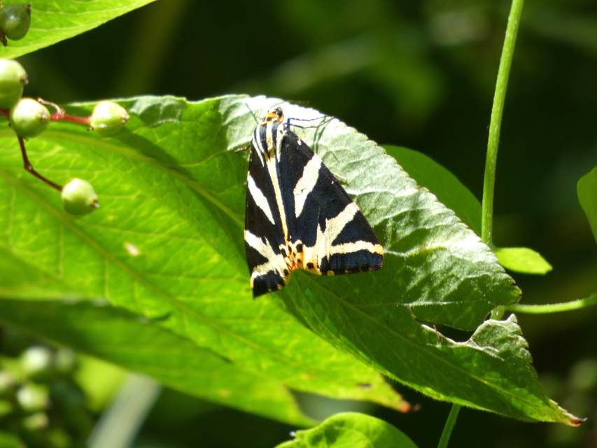 Euplagia quadripunctaria - csíkos medvelepke