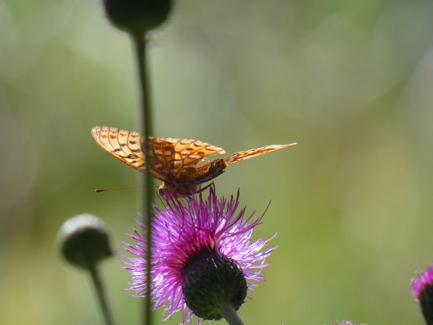 Argynnis adippe - ezüstös gyöngyházlepke