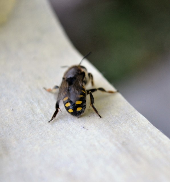 Anthidium