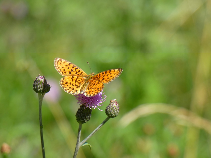 Boloria selene - fakó gyöngyházlepke