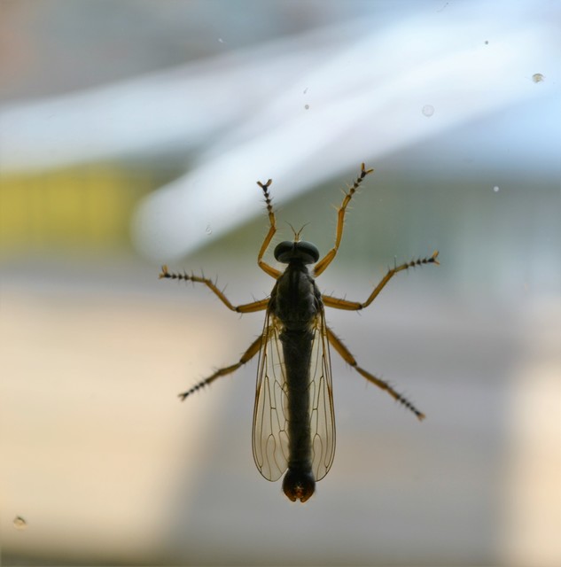 Aneomochtherus