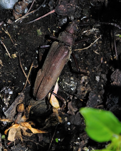 Aegosoma scabricorne - diófacincér