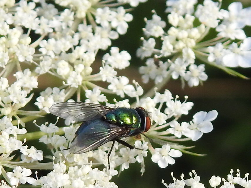 Lucilia