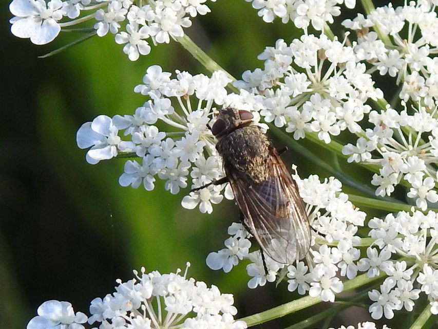 Pollenia