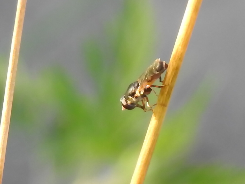 Syritta pipiens - zizegő comboslégy
