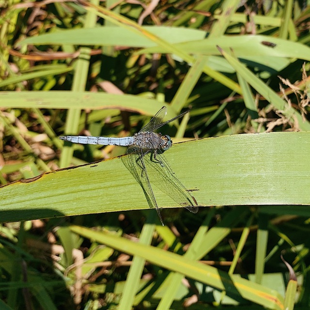 Orthetrum coerulescens - karcsú pásztorszitakötő