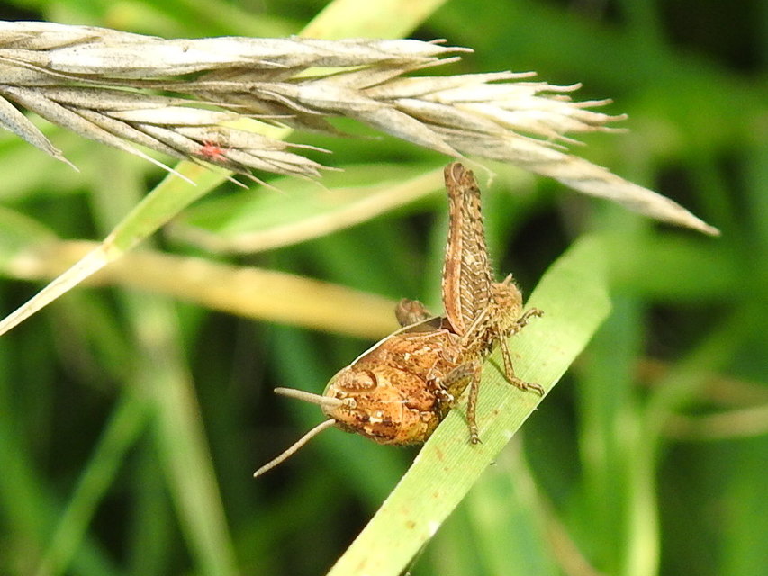 Chorthippus (Chorthippus) (subgenus)