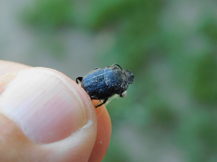 Onthophagus taurus - szarvas trágyatúró