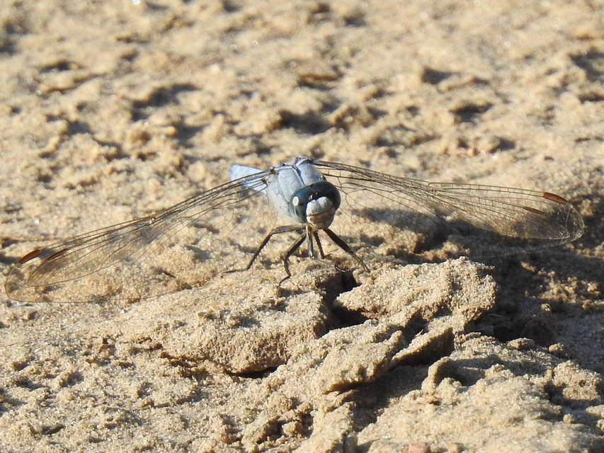 Orthetrum brunneum - pataki pásztorszitakötő