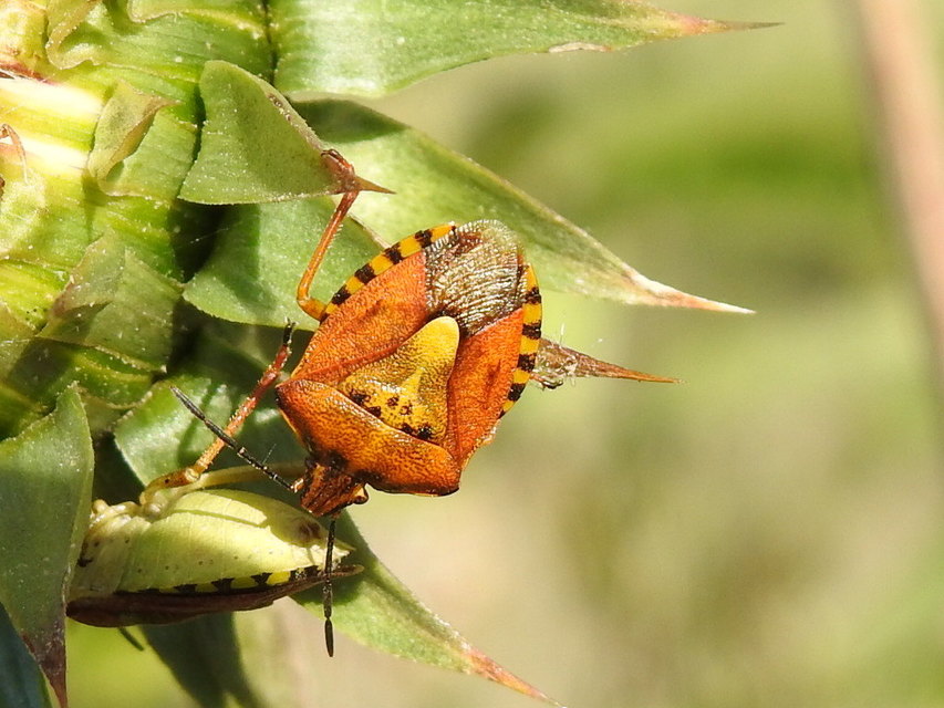 Carpocoris