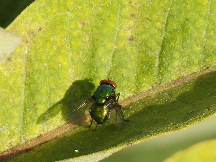Lucilia