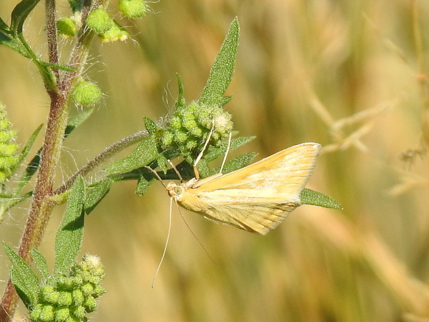 Sitochroa verticalis - világossárga dudvamoly