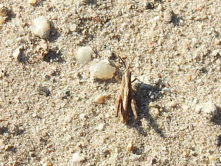 Omocestus