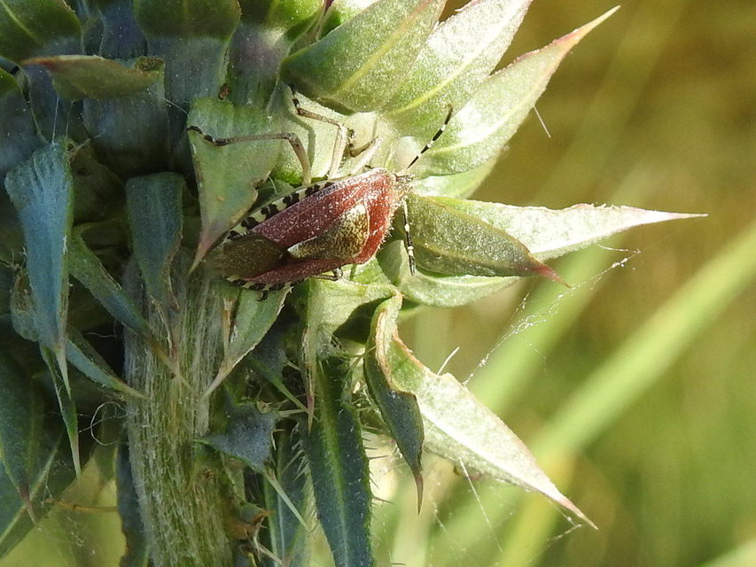 Dolycoris baccarum - közönséges bogyómászó-poloska