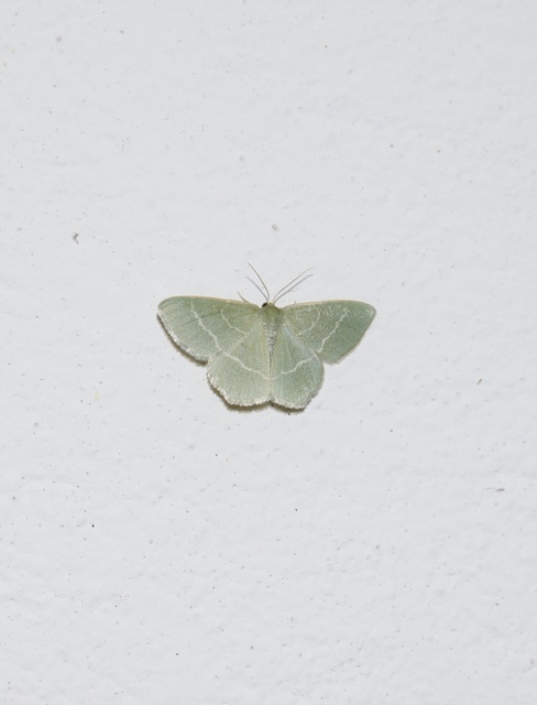 Chlorissa viridata - üdezöld araszoló