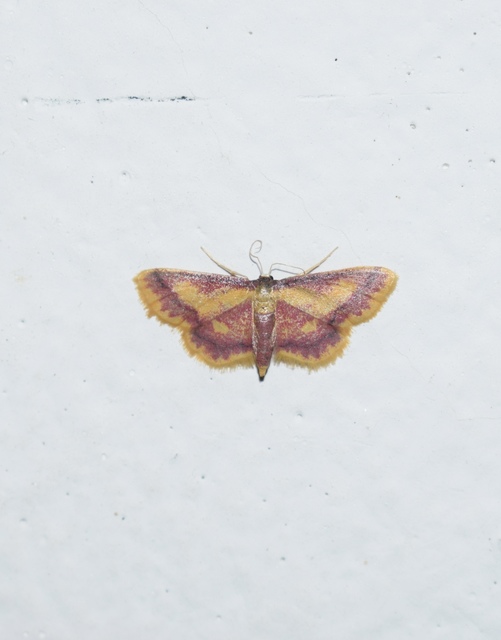 Idaea muricata - mocsári pirosaraszoló