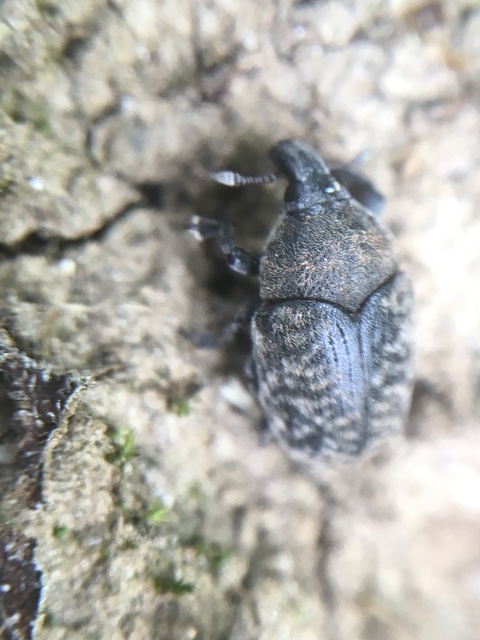 Larinus obtusus - imola-púderbarkó