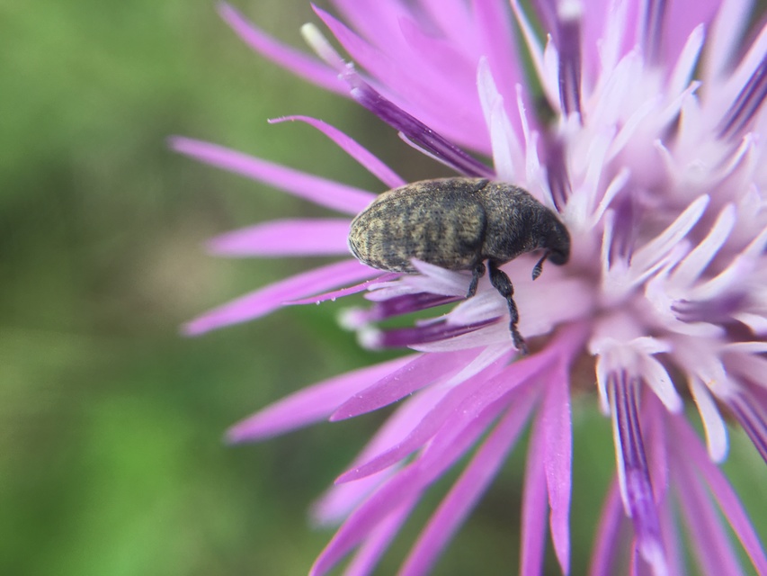 Larinus obtusus - imola-púderbarkó