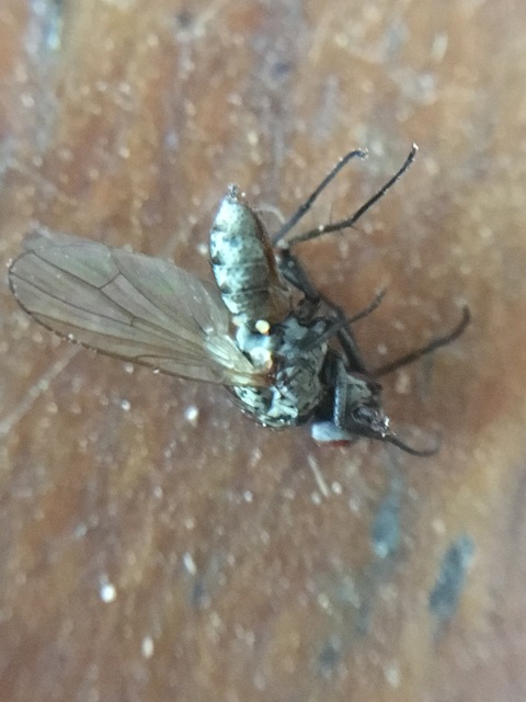 Anthomyiidae - viráglegyek