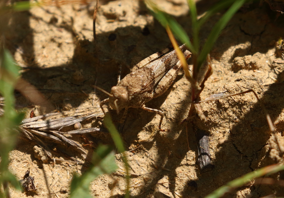 Oedipoda caerulescens - kékszárnyú sáska