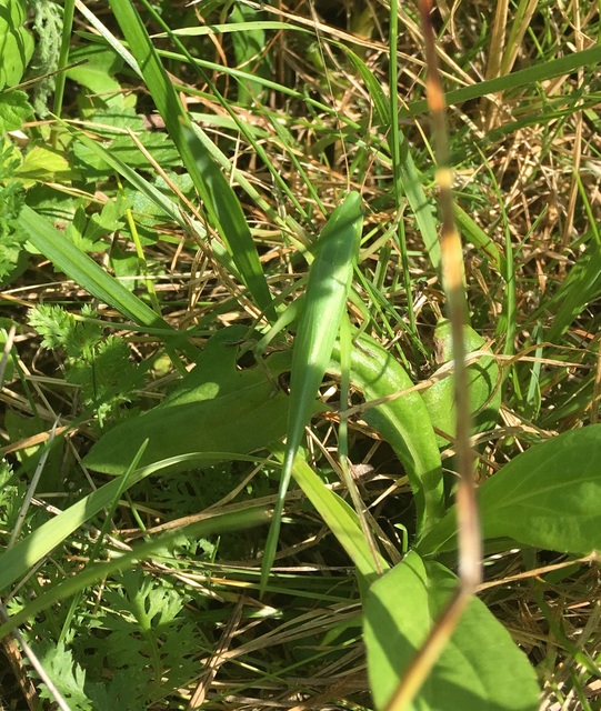 Ruspolia nitidula - nagy kúpfejűszöcske