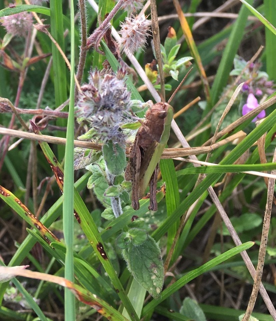Omocestus rufipes - vöröshasú tarlósáska
